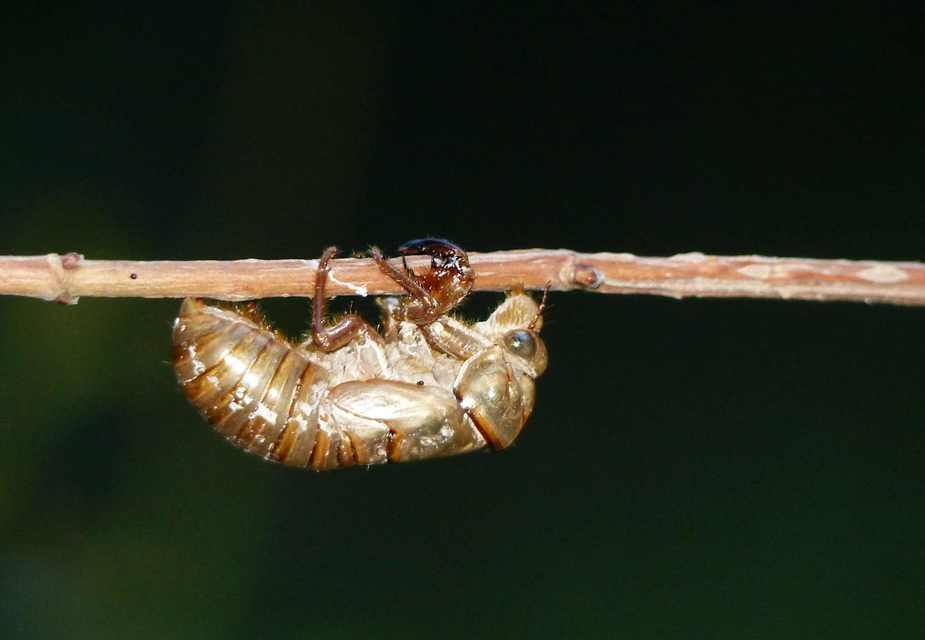 Cicadidae - énekeskabócák