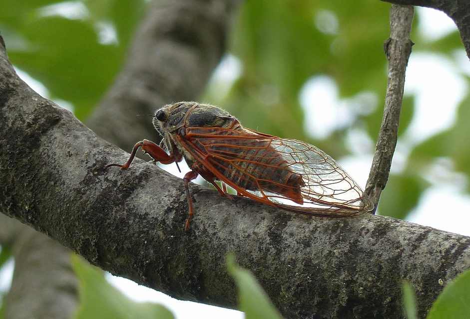 Tibicina haematodes - óriás-énekeskabóca