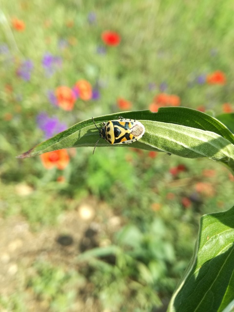 Eurydema ornata - díszespoloska Eurydema ornata - díszespoloska