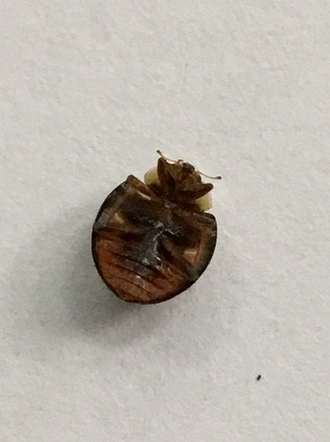 Harmonia axyridis - harlekinkatica