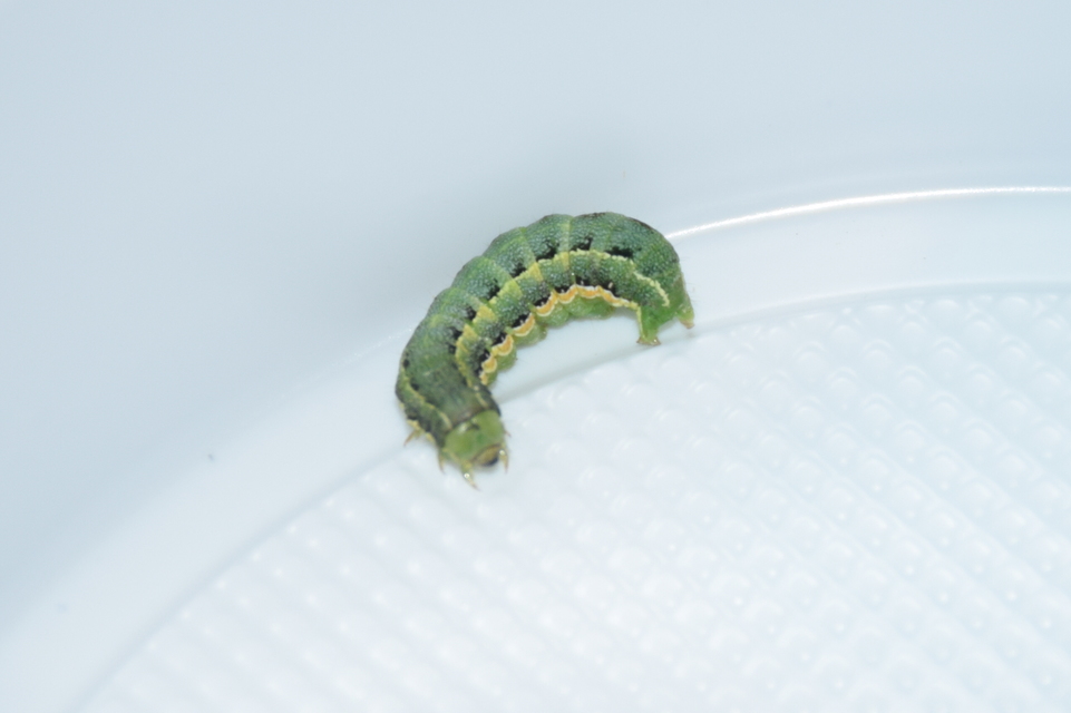 Hadula trifolii - lóherebagoly