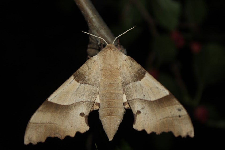 Marumba quercus - tölgyfaszender