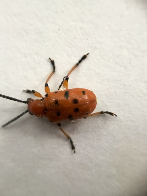 Crioceris duodecimpunctata - tizenkétpontos spárgabogár