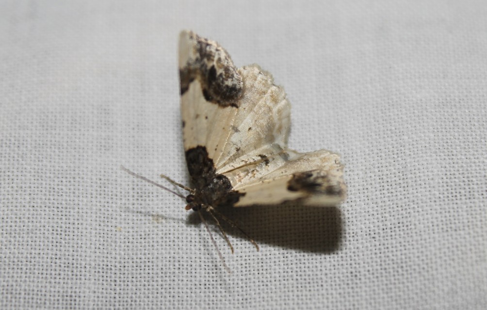 Ligdia adustata - barna levélaraszoló