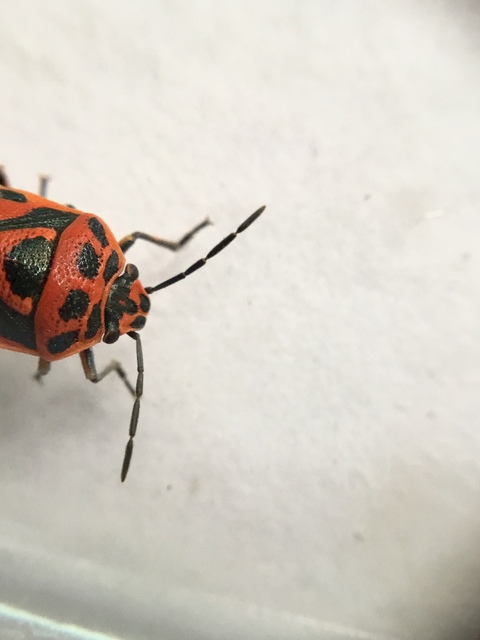Eurydema ornata - díszespoloska Eurydema ornata - díszespoloska