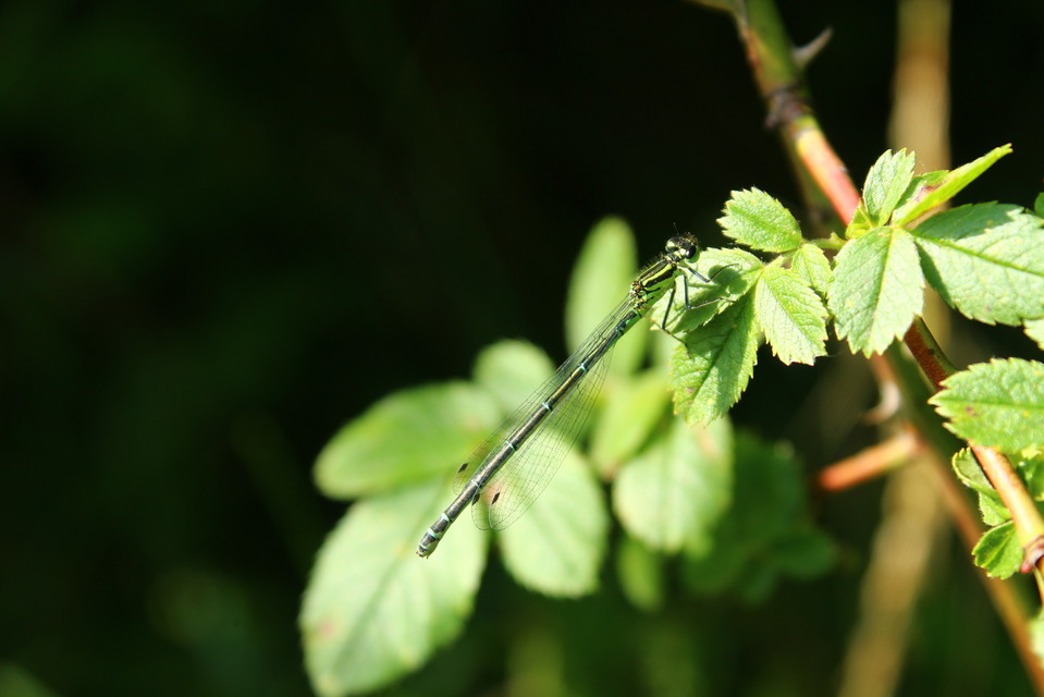 Coenagrion puella - azúrkék légivadász