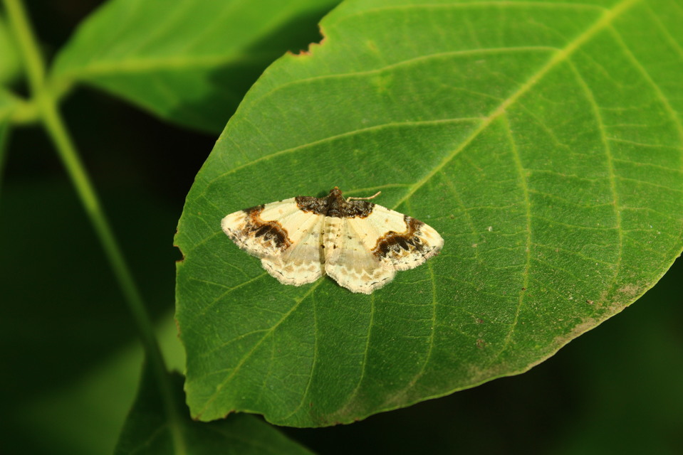 Ligdia adustata - barna levélaraszoló
