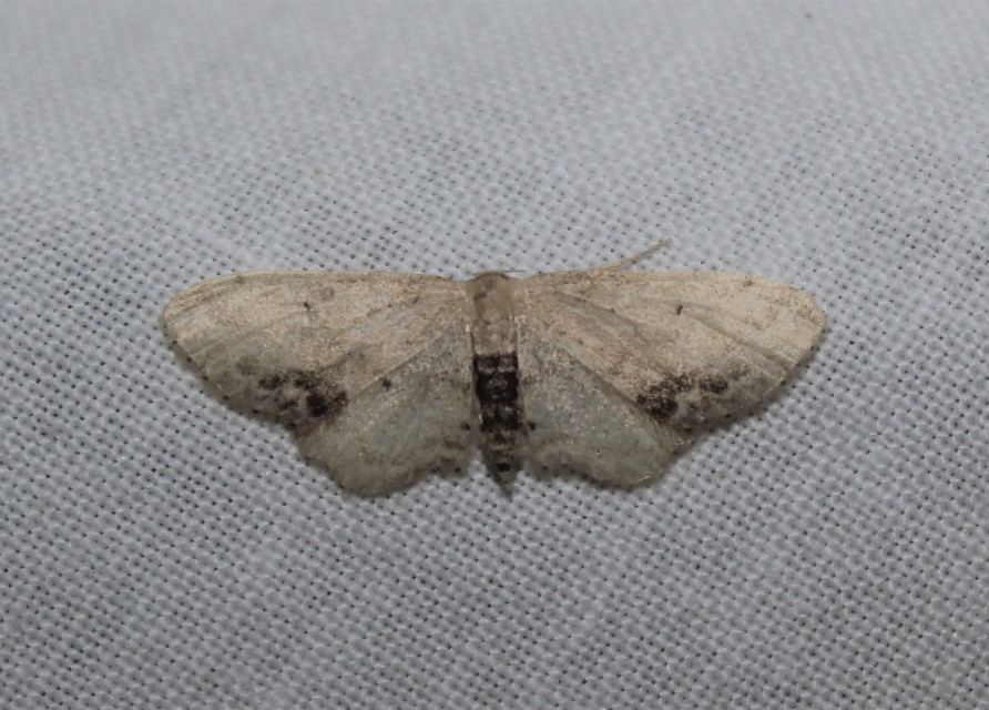 Idaea dimidiata - gyakori apróaraszoló