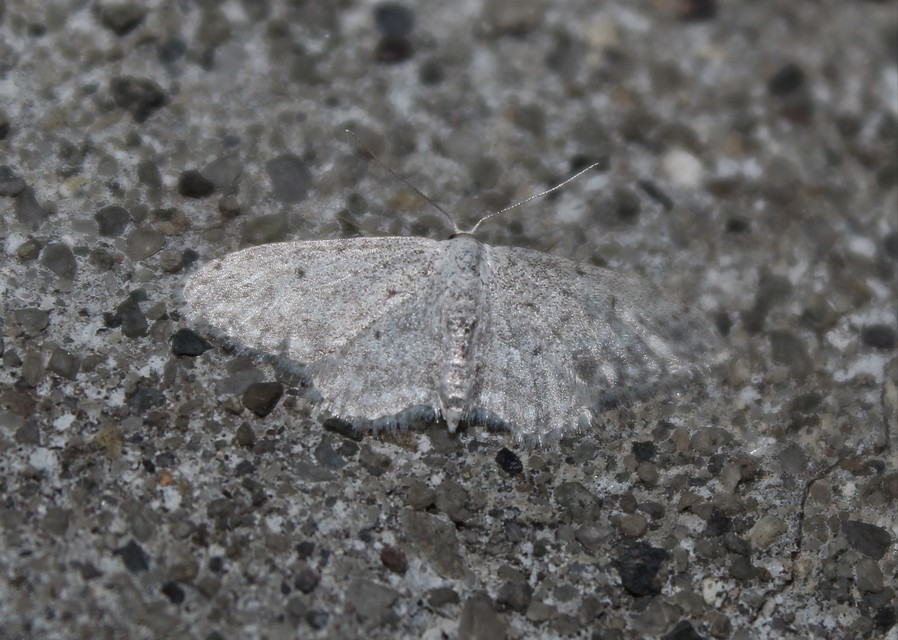 Idaea seriata - szürke apróaraszoló