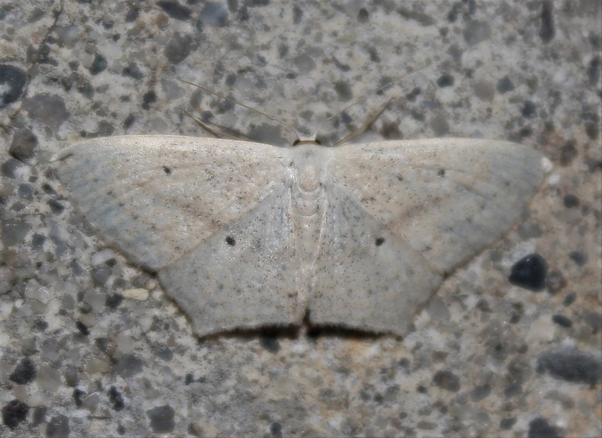 Scopula flaccidaria - alföldi sávosaraszoló