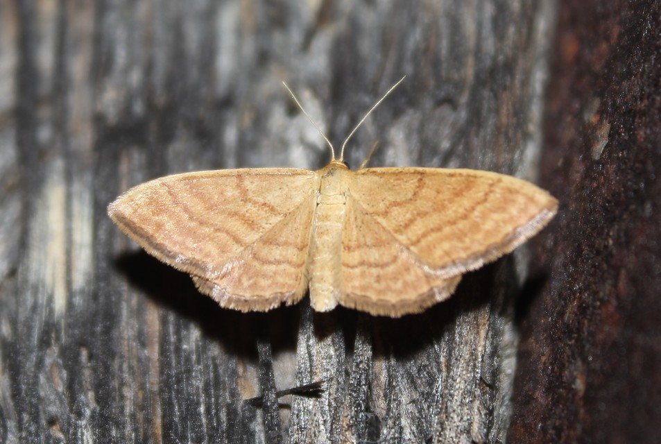 Idaea ochrata - okkerszínű sávosaraszoló