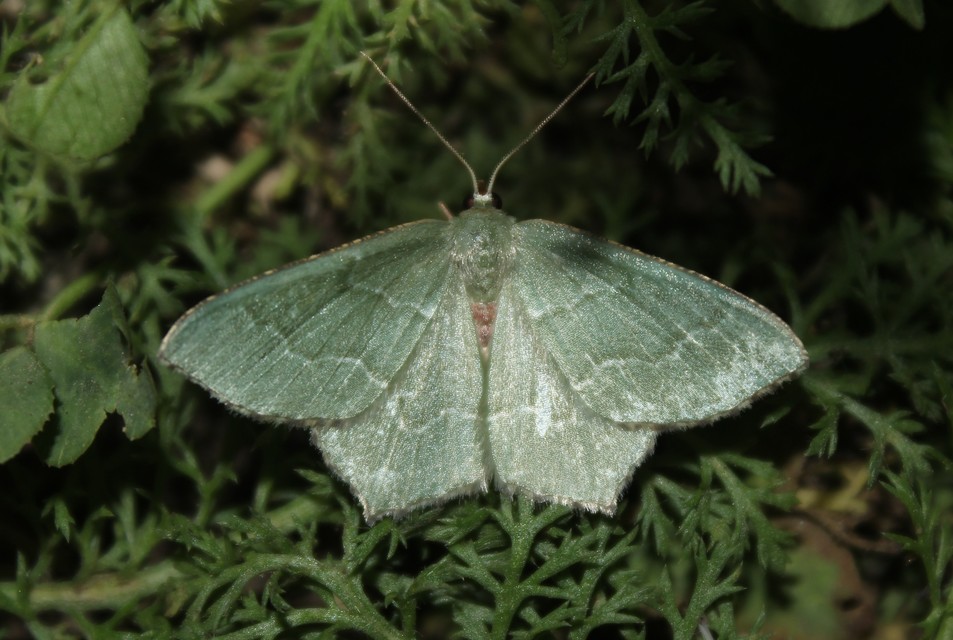 Hemithea aestivaria - nyír-zöldaraszoló