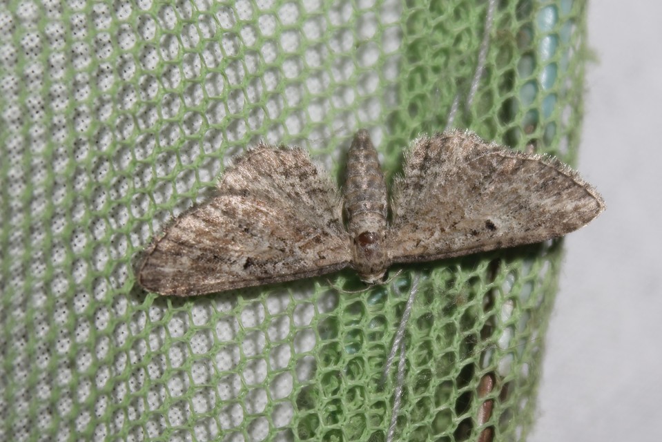 Eupithecia millefoliata - cickafark-törpearaszoló