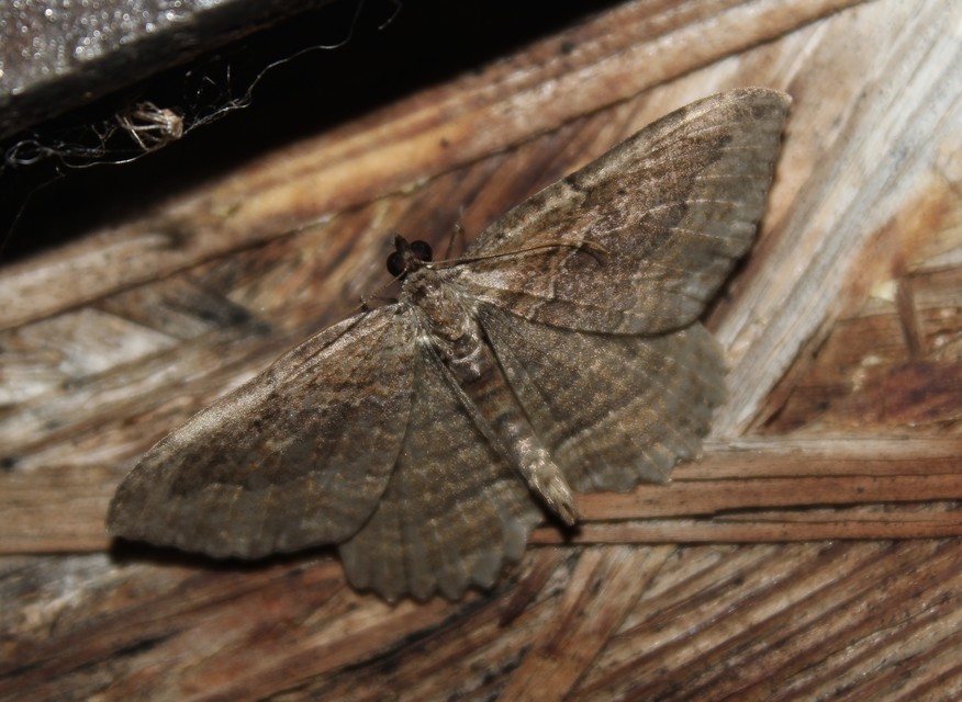 Philereme transversata - varjútövis-araszoló