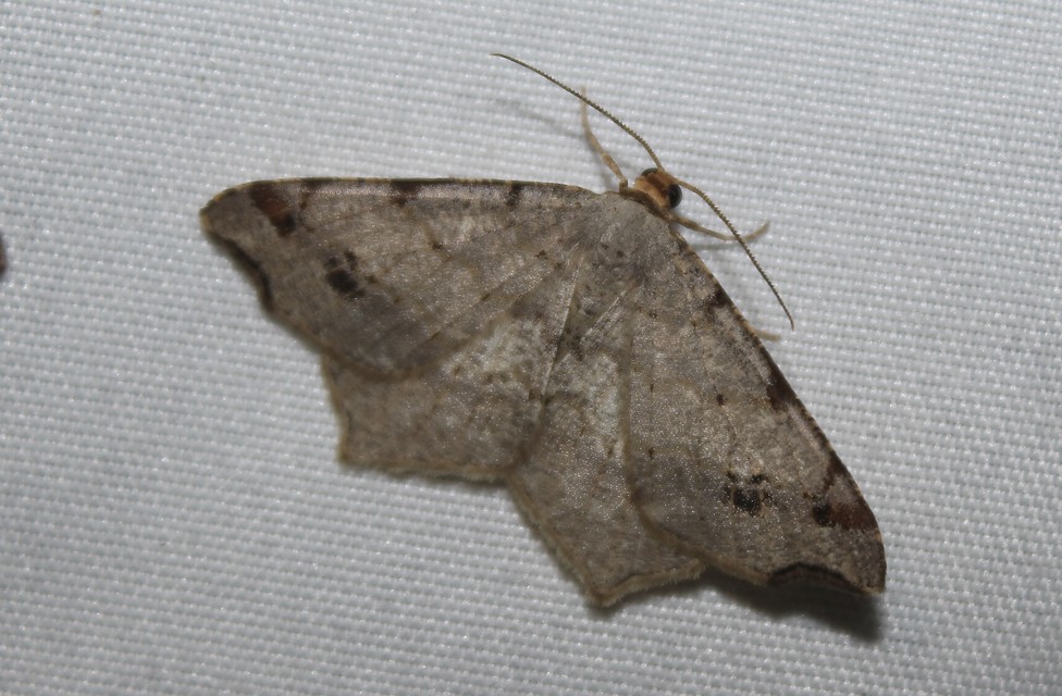 Macaria alternata - közönséges szürkearaszoló
