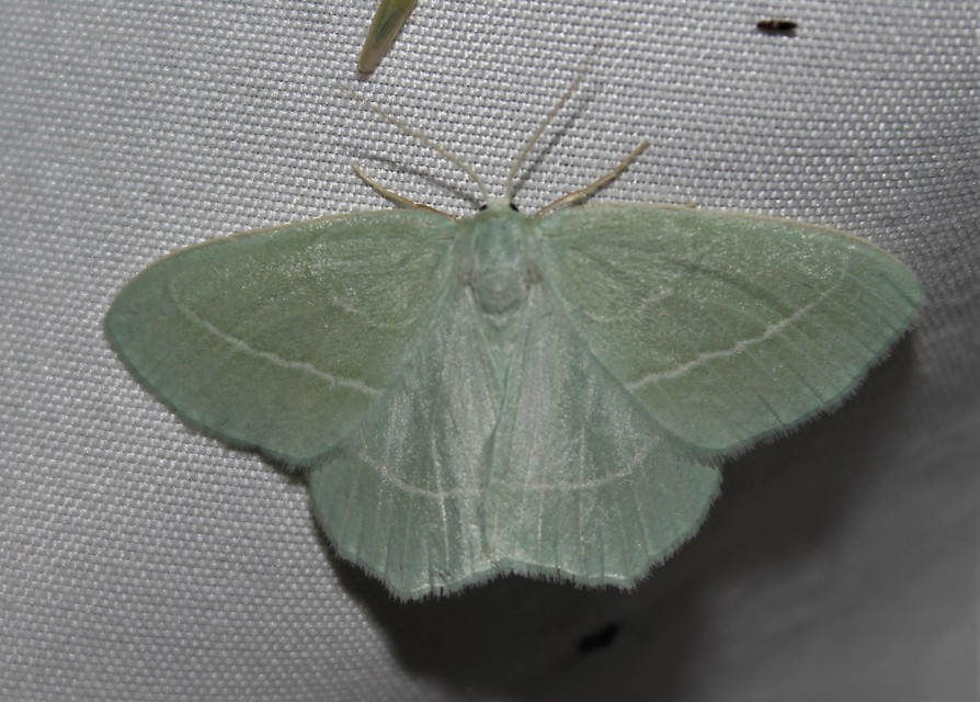 Hemistola chrysoprasaria - kékes zöldaraszoló