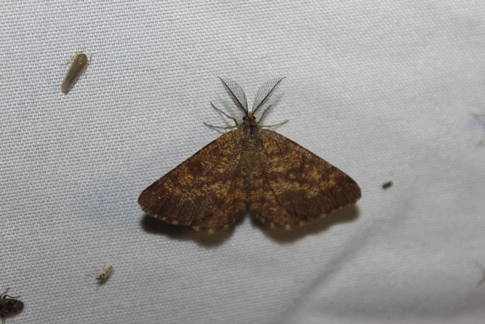 Ematurga atomaria - barna rétiaraszoló