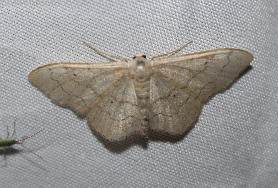 Idaea deversaria - egyszínű sávosaraszoló