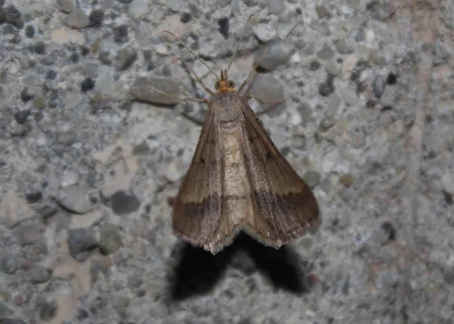Tephrina arenacearia - lucerna-araszoló
