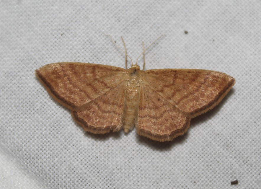 Idaea ochrata - okkerszínű sávosaraszoló