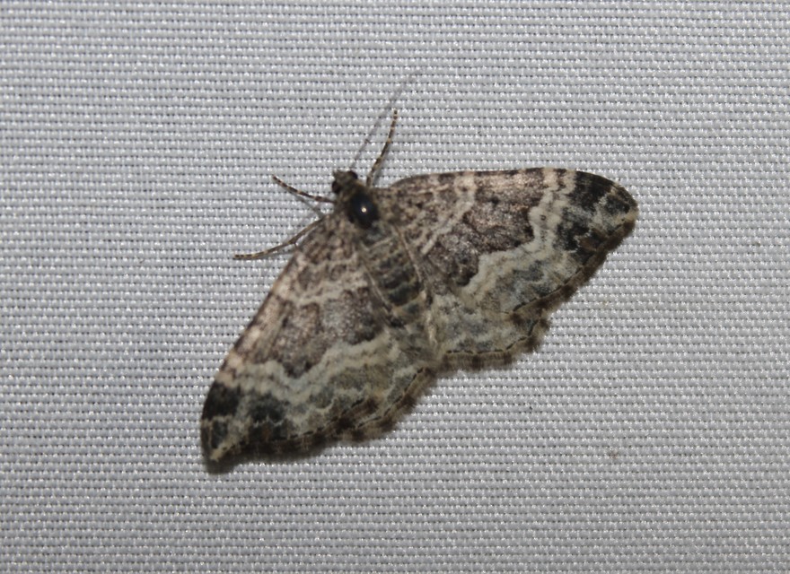 Epirrhoe alternata - galaj-tarkaaraszoló