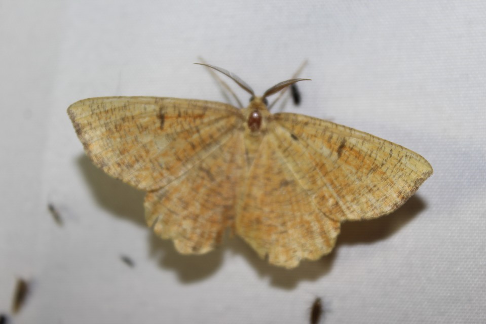 Angerona prunaria - sárga kökényaraszoló