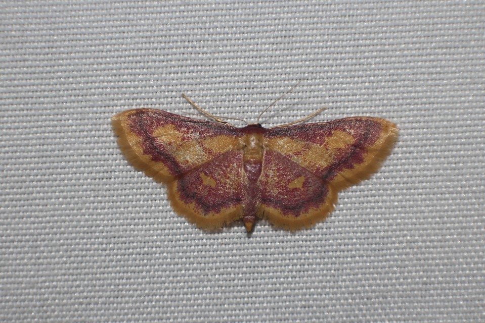 Idaea muricata - mocsári pirosaraszoló