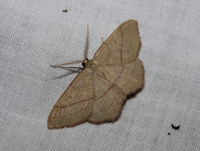 Rhodostrophia vibicaria - pirosszélű araszoló