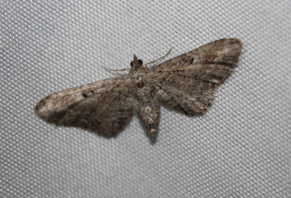Eupithecia millefoliata - cickafark-törpearaszoló