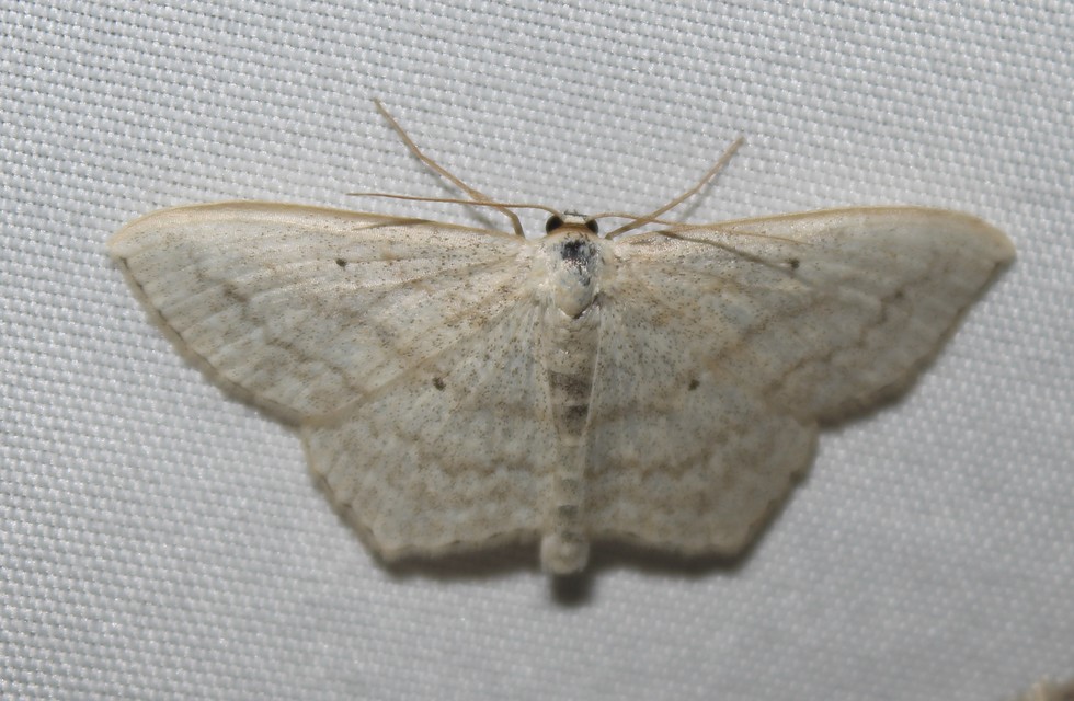 Scopula nigropunctata - feketepettyes araszoló