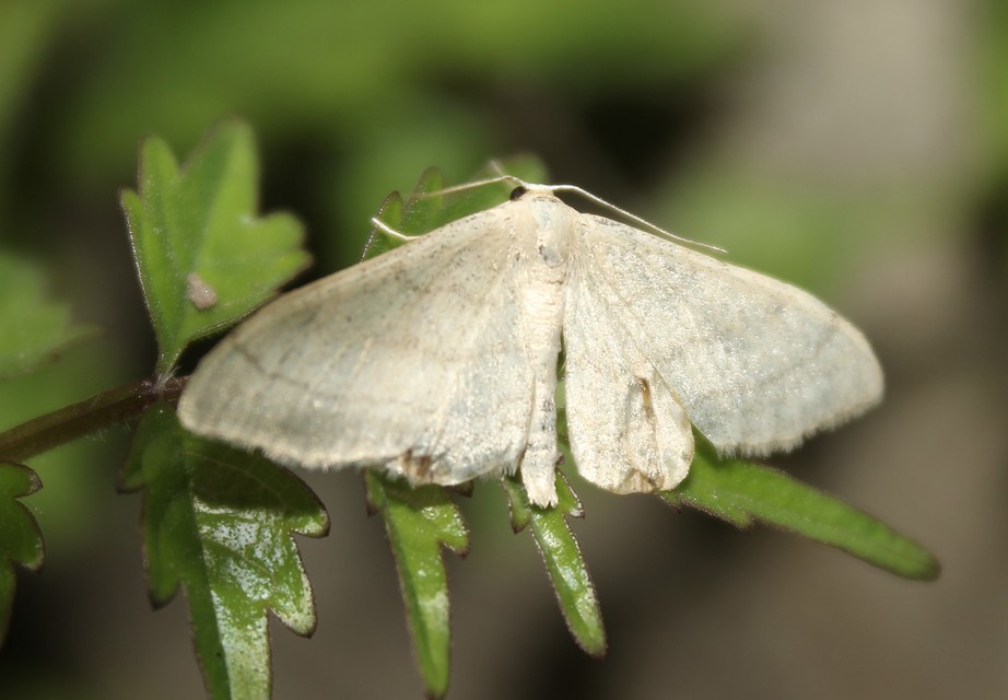 Idaea straminata - szalmasárga sávosaraszoló