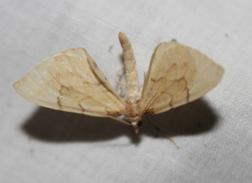 Eulithis pyraliata - sárga galajaraszoló