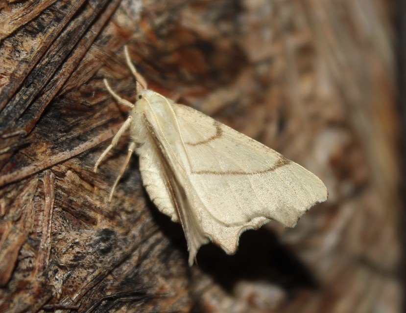 Ennomos erosaria - hársfa-levélaraszoló