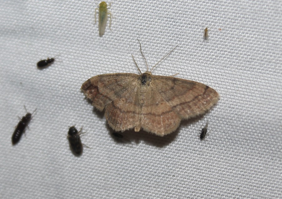 Scopula rubiginata - réti pirosaraszoló