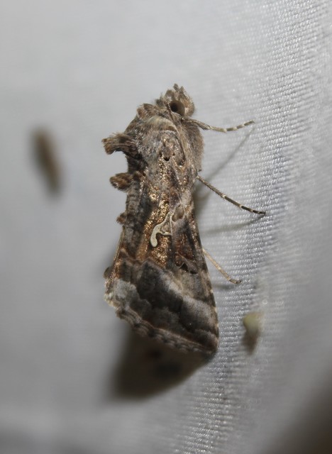 Autographa gamma - gammalepke