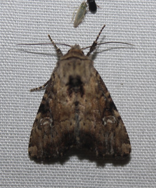 Loscopia scolopacina - csinos dudvabagoly