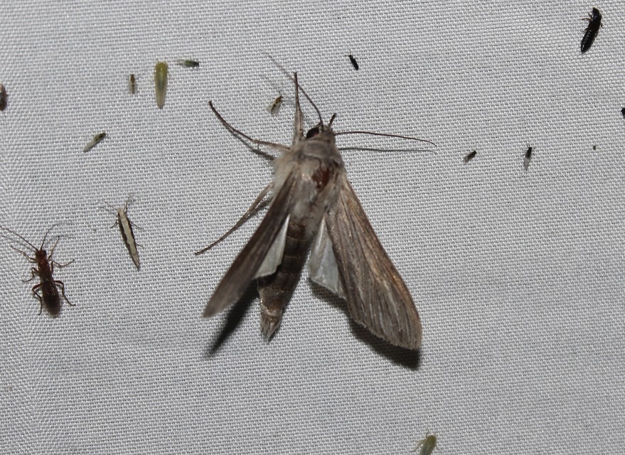 Cucullia umbratica - közönséges csuklyásbagoly