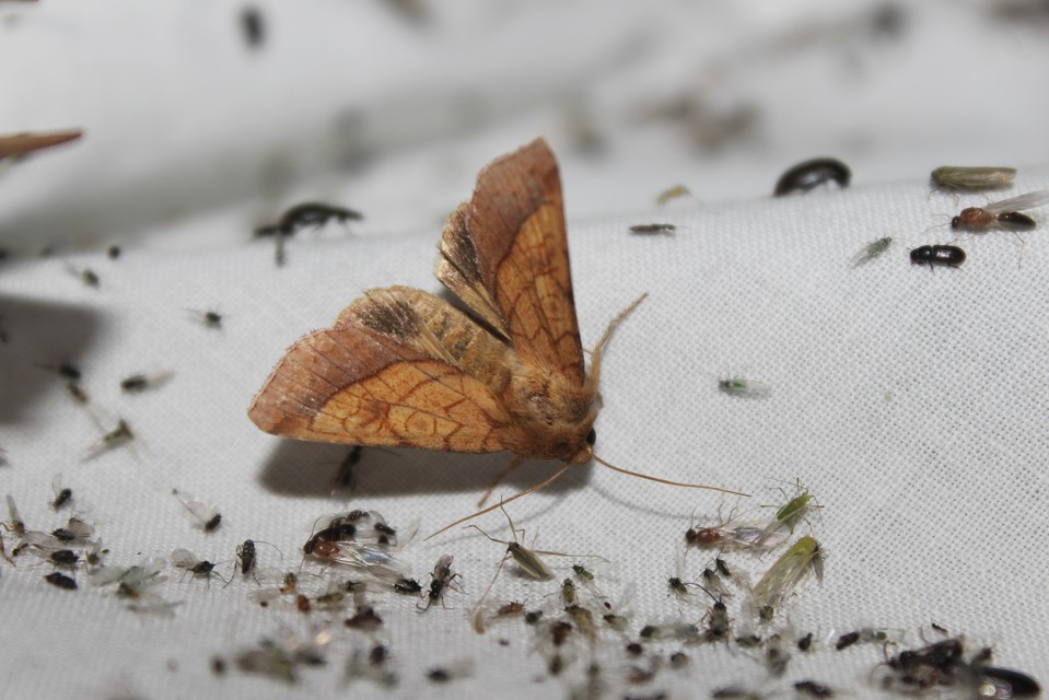 Pyrrhia umbra - iglicebagoly