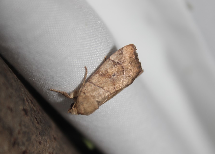 Cosmia trapezina - közönséges lombbagoly