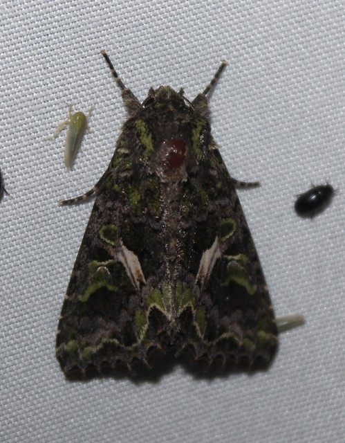 Trachea atriplicis - nyári zöldbagoly