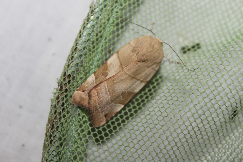 Noctua fimbriata - szélessávú sárgafűbagoly