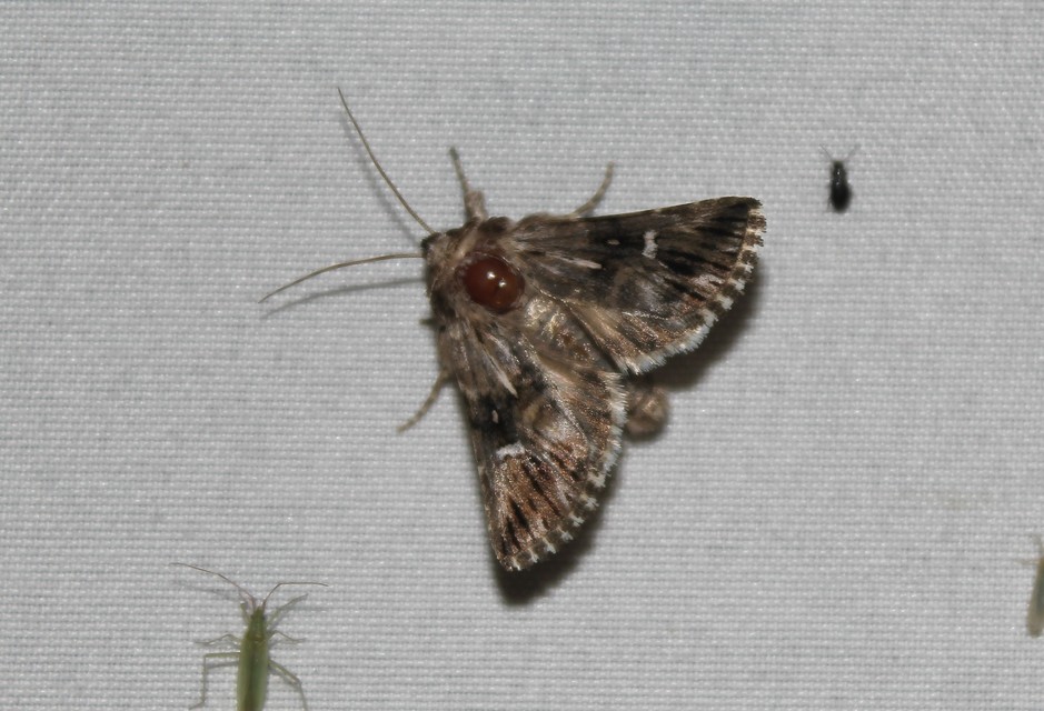 Calophasia lunula - gyújtoványfű-apróbagoly