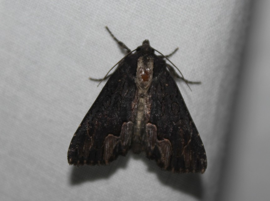 Dypterygia scabriuscula - szurokbarna nyáribagoly