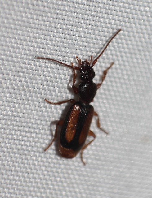 Polistichus connexus - barna sutafutó