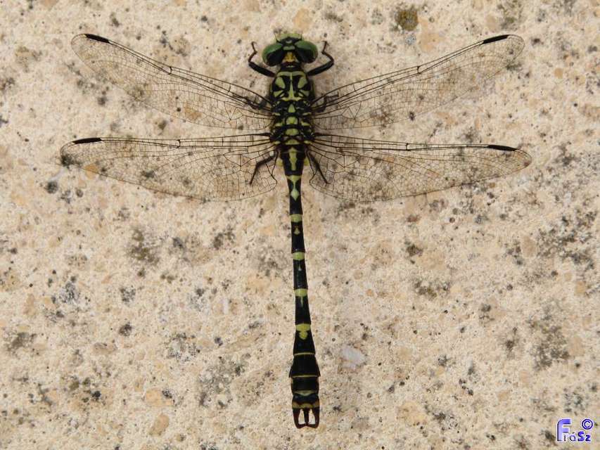 Onychogomphus forcipatus - gyűrűs folyami-szitakötő