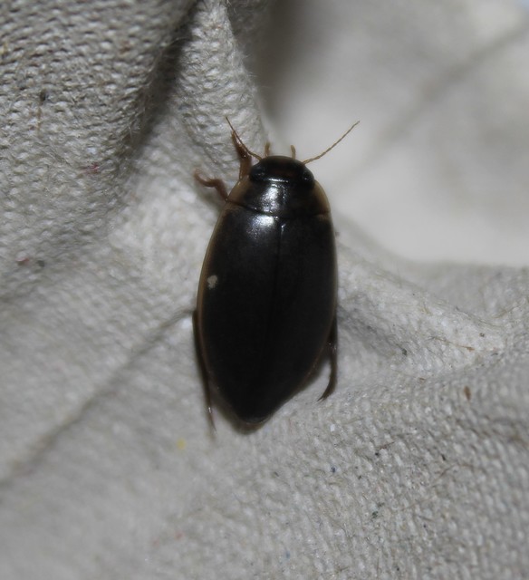 Rhantus suturalis - gyakori particsíkbogár