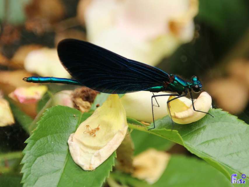 Calopteryx virgo - kisasszony-szitakötő