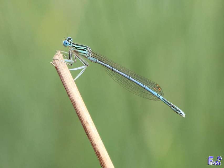 Platycnemis pennipes - széleslábú szitakötő