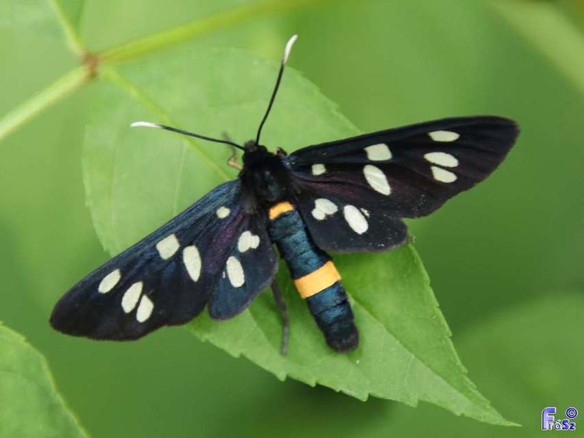 Amata phegea - fehérpettyes álcsüngőlepke