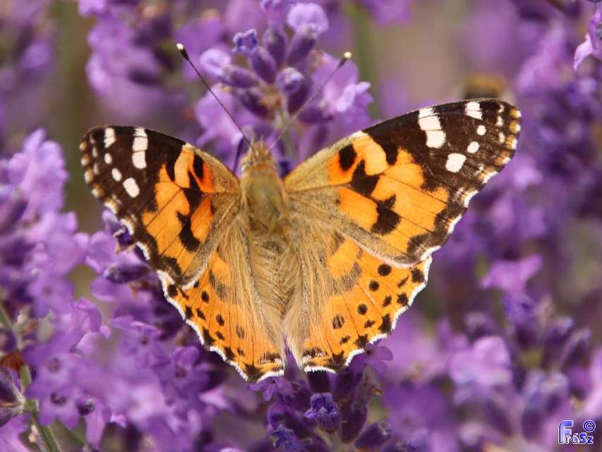 Vanessa cardui - bogáncslepke